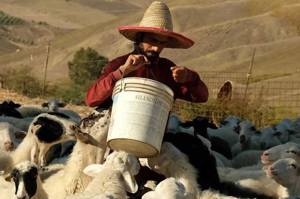 Export agroalimentare ennese: +582% nel 2025, Enna seconda in Italia verso gli USA